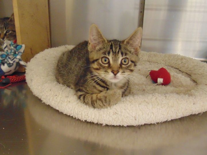 Baby and Boo, an adoptable Domestic Short Hair & Tabby Mix in Cincinnati, OH_image-1