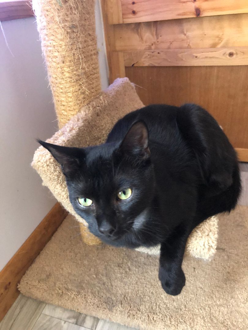 Cat for adoption Trapper, a Domestic Short Hair in Watonga, OK