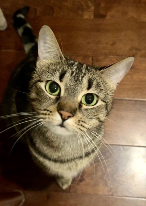 Puma, an adoptable Tabby, Domestic Short Hair in San Diego, CA, 92171 | Photo Image 2