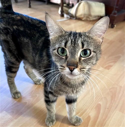 Puma, an adoptable Tabby, Domestic Short Hair in San Diego, CA, 92171 | Photo Image 3