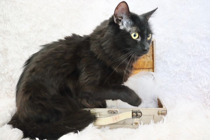 Tantalizing Tinsel, an adoptable Maine Coon & Domestic Long Hair Mix in Saint Augustine, FL_image-4