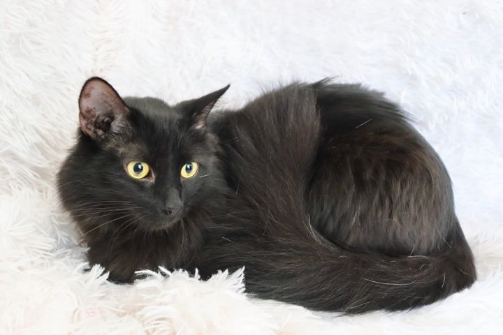 Tantalizing Tinsel, an adoptable Maine Coon & Domestic Long Hair Mix in Saint Augustine, FL_image-5