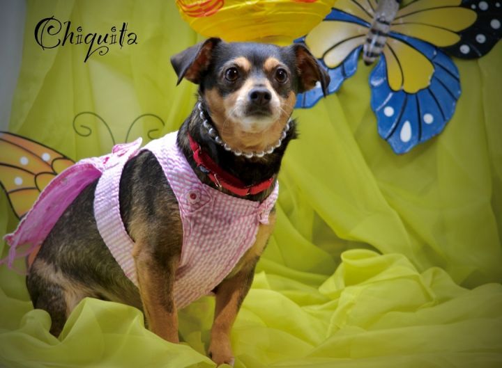 Chiquita, an adoptable Chihuahua Mix in Sevierville, TN_image-1