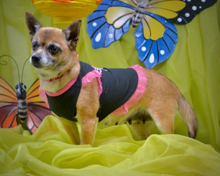 Antonia , an adoptable Chihuahua in Sevierville, TN_image-2