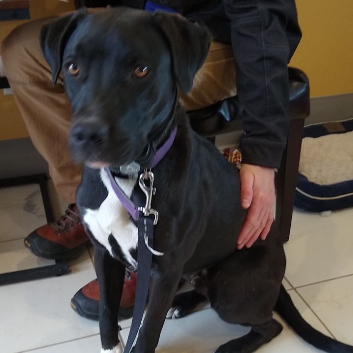 Trey, an adoptable Black Labrador Retriever Mix in Ridgway, CO_image-2