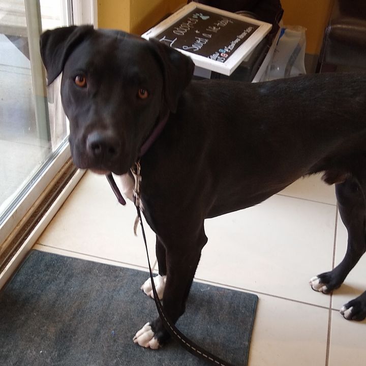 Trey, an adoptable Black Labrador Retriever Mix in Ridgway, CO_image-4
