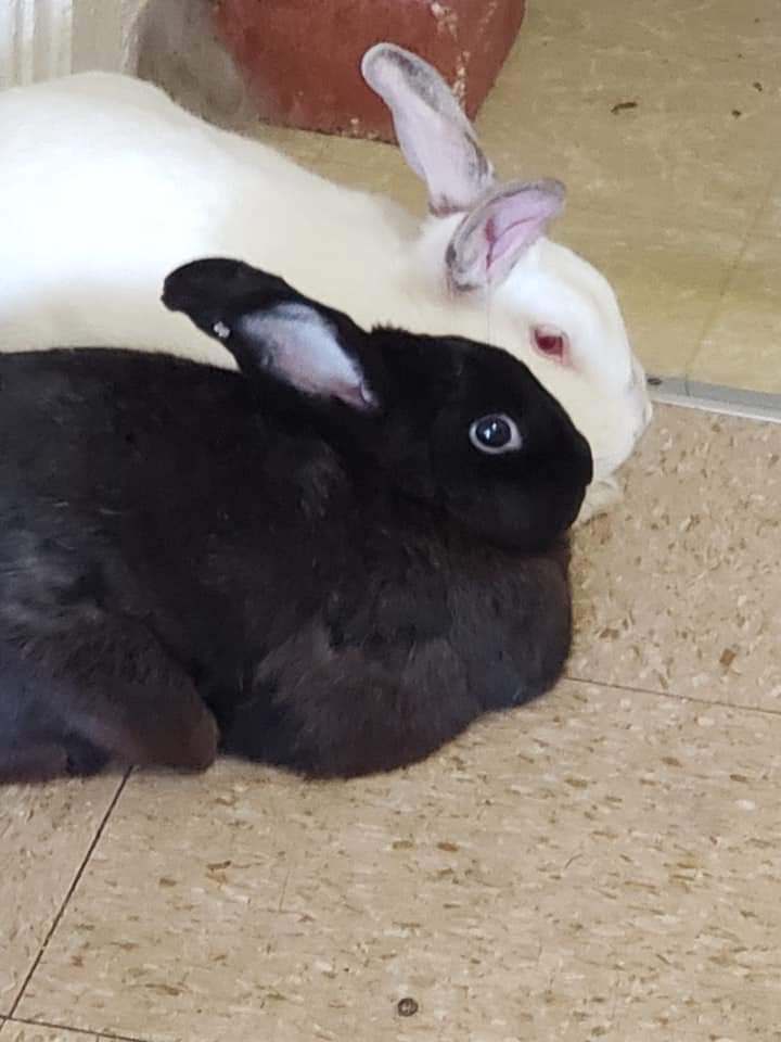 Sophie & Spring Trap (courtesy listing) (bonded pair), an adoptable Bunny Rabbit in Albuquerque, NM_image-1