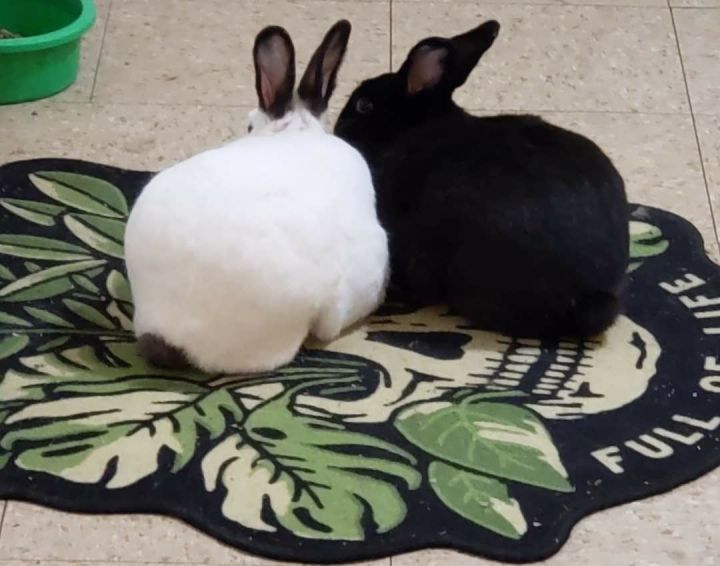 Sophie & Spring Trap (courtesy listing) (bonded pair), an adoptable Bunny Rabbit in Albuquerque, NM_image-2