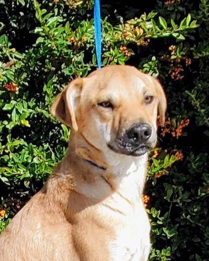 Queso, an adoptable Labrador Retriever in Albuquerque, NM, 87154 | Photo Image 1