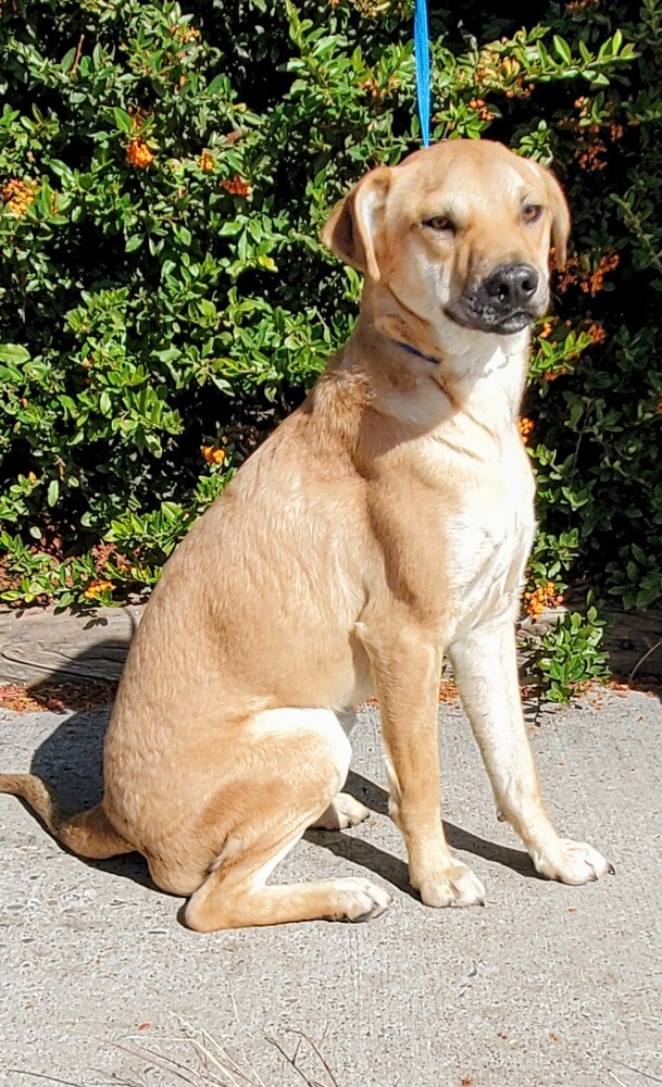 Queso, an adoptable Labrador Retriever in Albuquerque, NM, 87154 | Photo Image 2