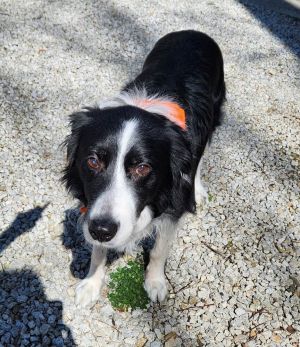 are australian shepherds good with goats