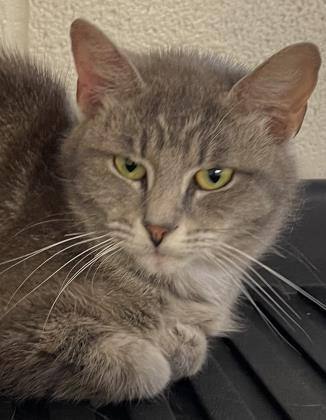 Cindara, an adoptable Domestic Short Hair in Portsmouth, OH, 45662 | Photo Image 2