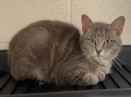 Cindara, an adoptable Domestic Short Hair in Portsmouth, OH, 45662 | Photo Image 3