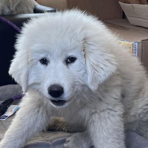 Bachi, Adult Female Great Pyrenees
