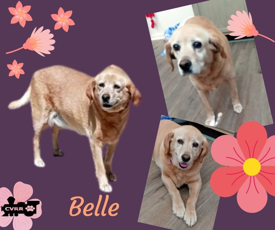 Belle (GrandPaws)