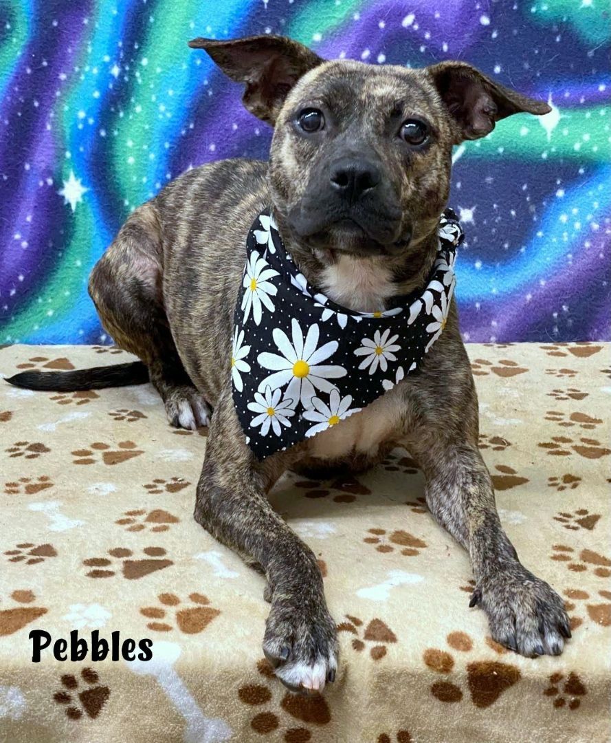 PEBBLES