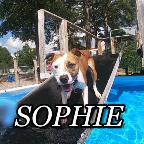 Sophie