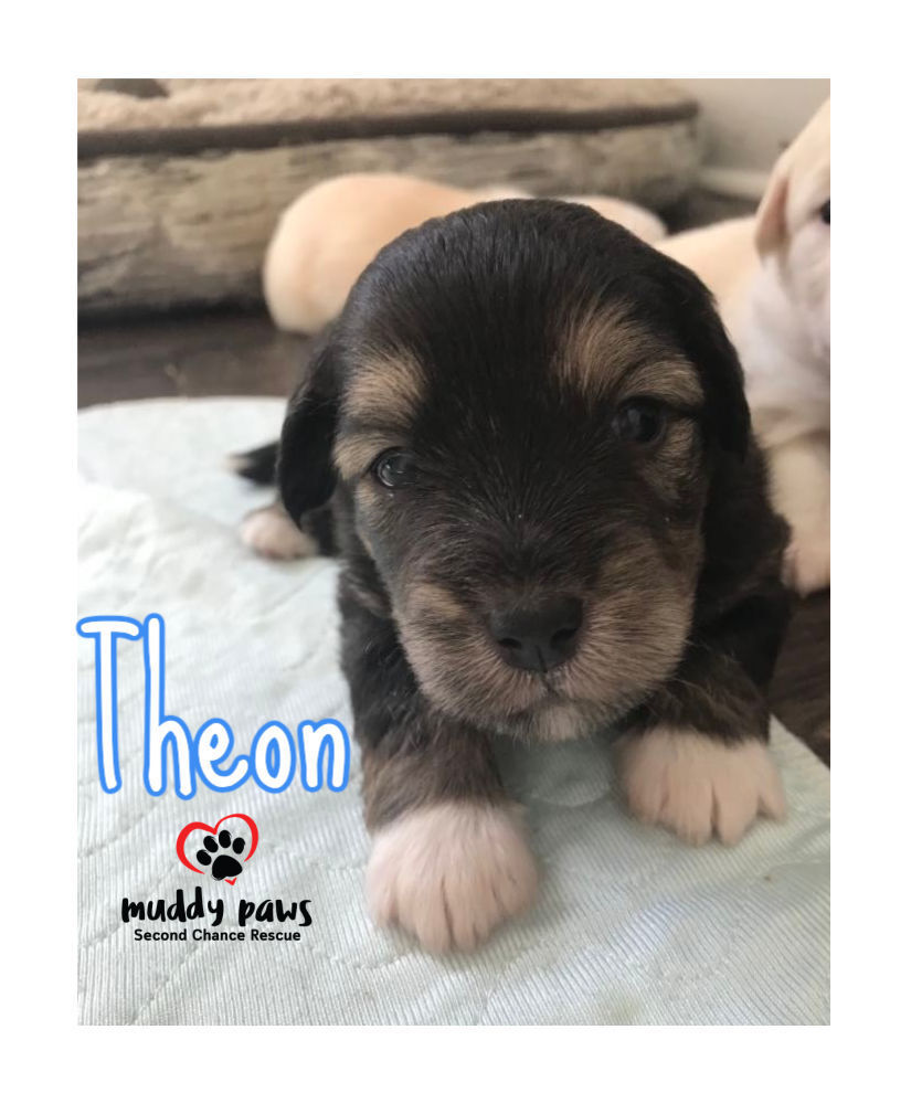 Game of Thrones Litter: Theon ADOPTION PENDING