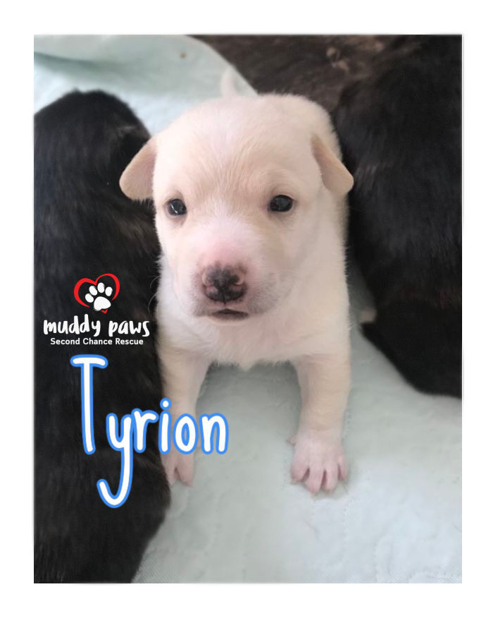 Game of Thrones Litter: Tyrion ADOPTION PENDING