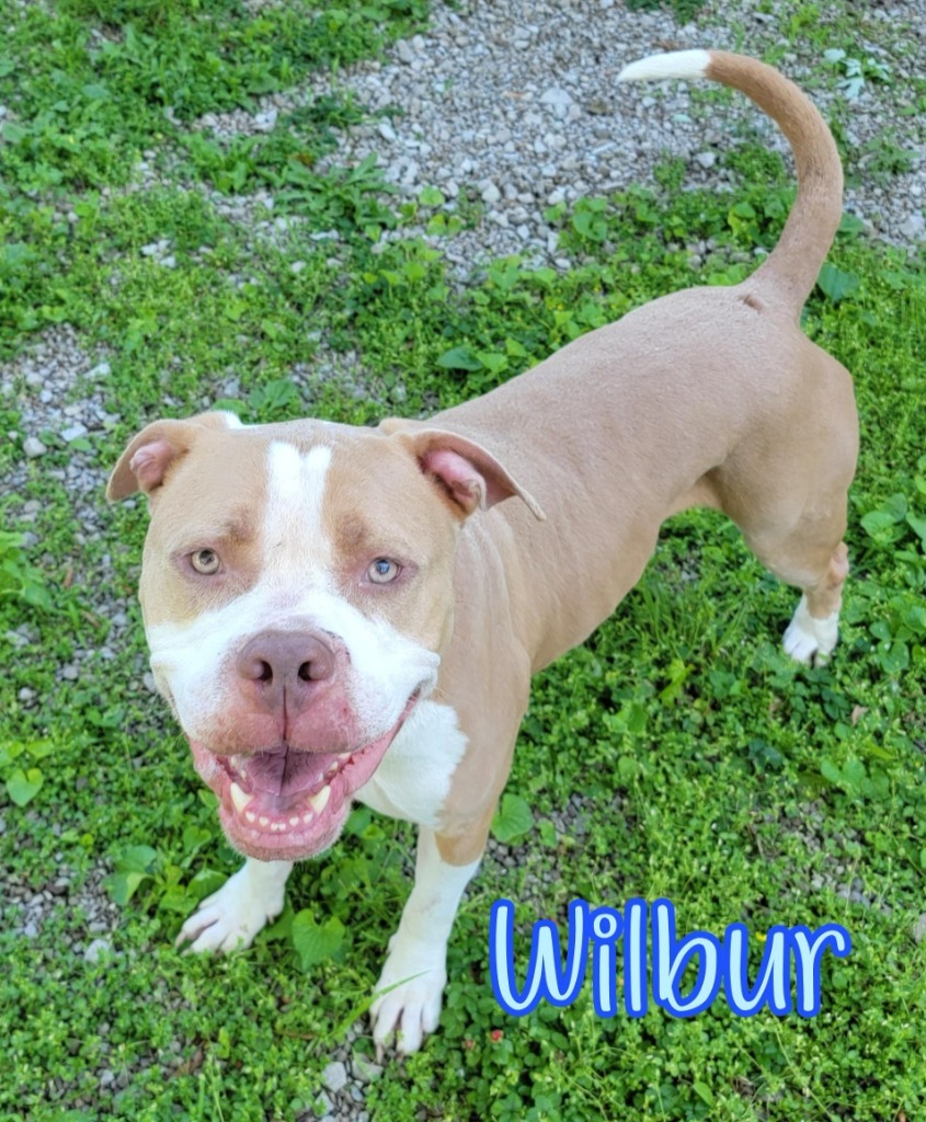 Wilbur