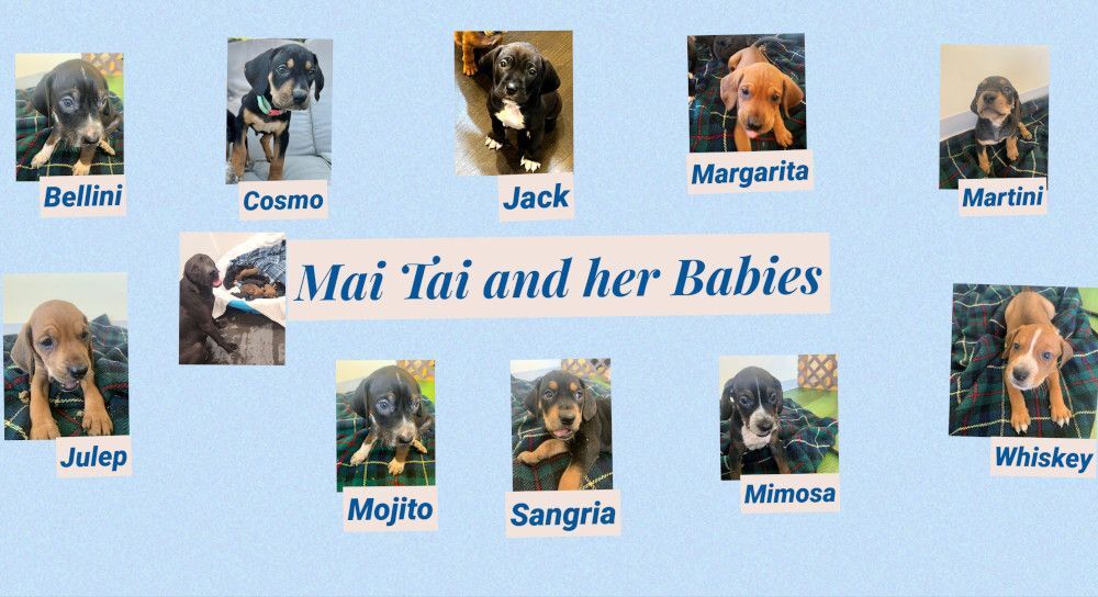 Mai Tai and her babies