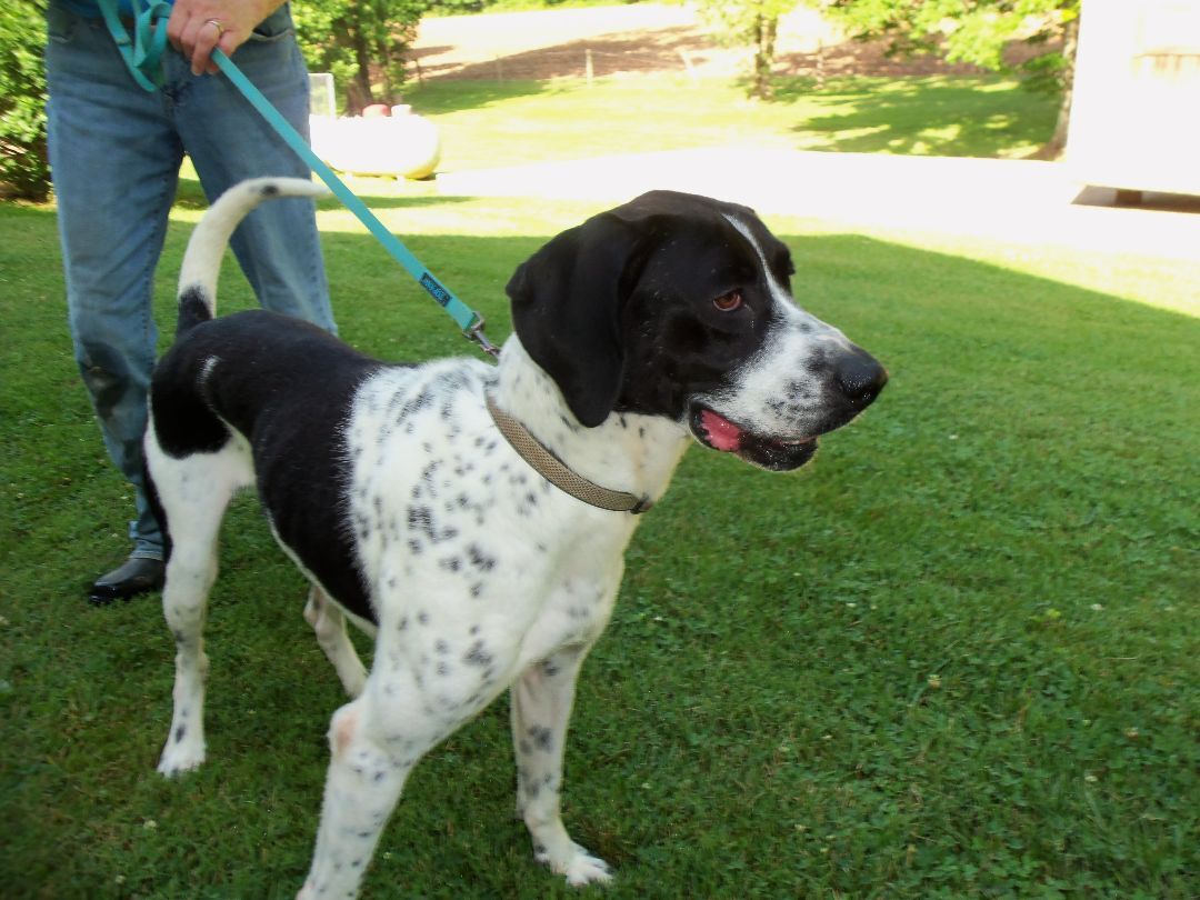Oliver, an adoptable Coonhound in Osgood, IN, 47037 | Photo Image 2
