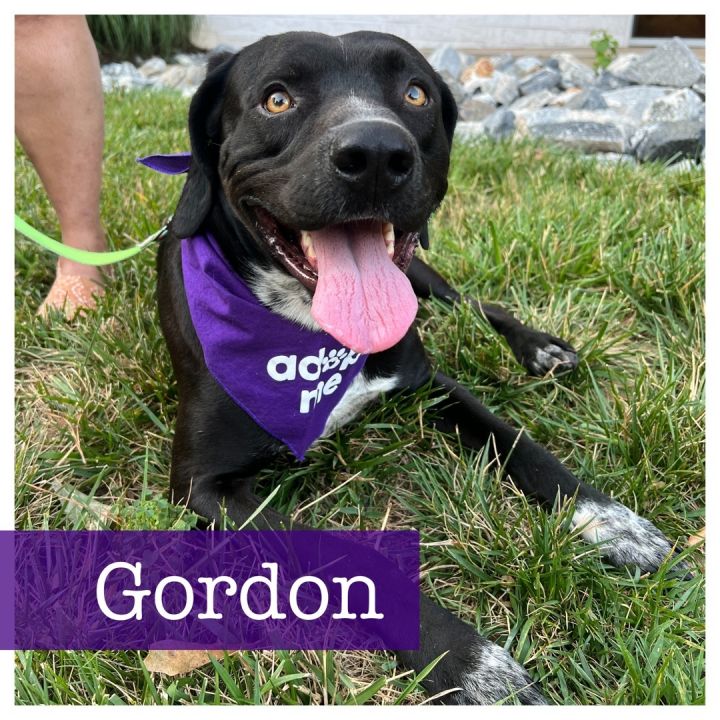 Gordon, an adopted Labrador Retriever & Pointer Mix in Cumming, GA_image-1