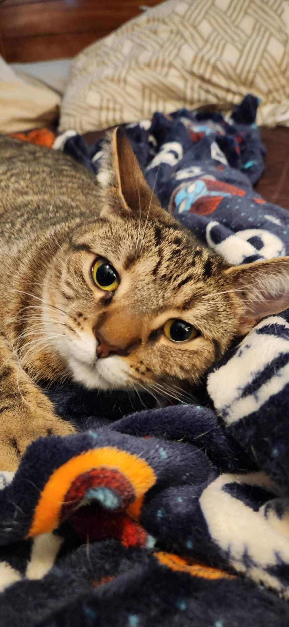 Lilly - AD, an adoptable Domestic Short Hair in Clinton, MI, 49236 | Photo Image 3