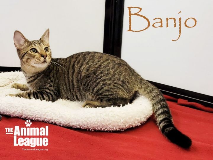 Banjo, an adoptable Domestic Short Hair Mix in Clermont, FL_image-1