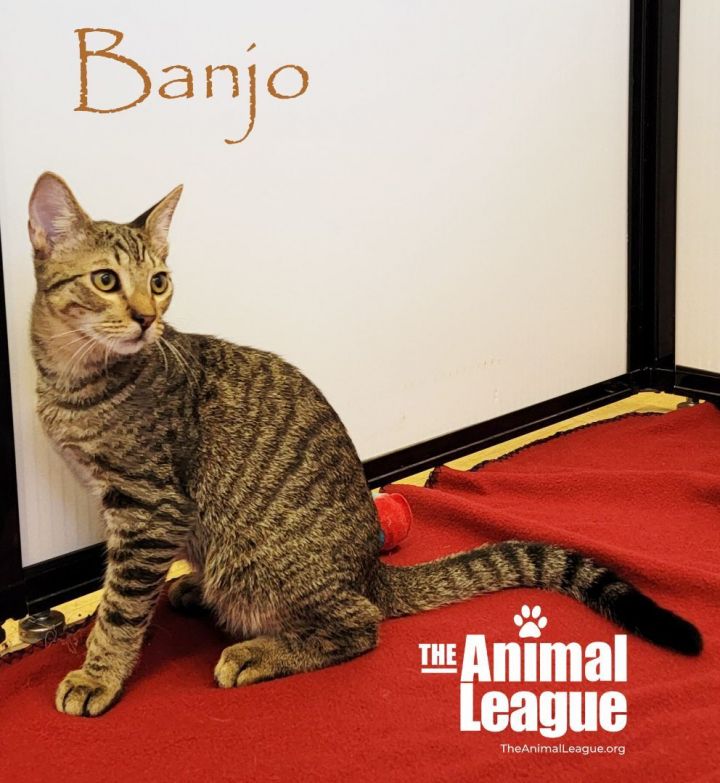 Banjo 3