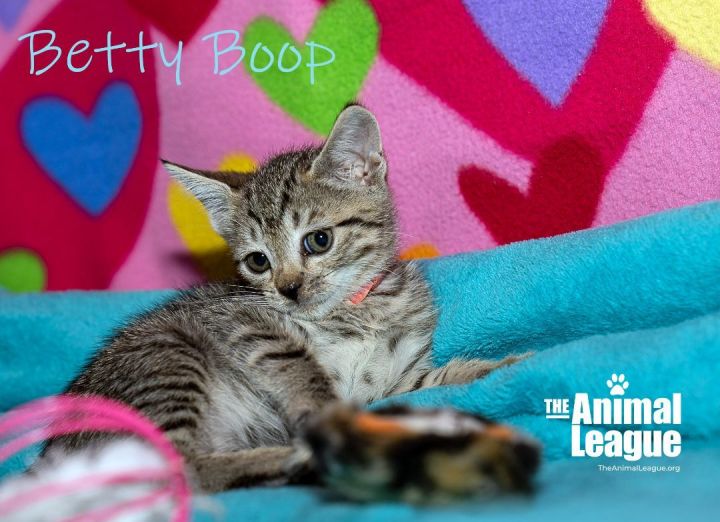 Betty Boop, an adoptable Domestic Short Hair Mix in Clermont, FL_image-1