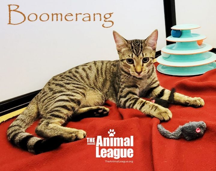 Boomerang, an adopted Domestic Short Hair Mix in Clermont, FL_image-1