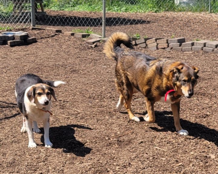 Honey Bear (and Winter), an adoptable Collie & Beagle Mix in Bloomingdale, NJ_image-6