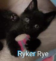 Ryker, an adoptable Domestic Short Hair Mix in Clear Lake, IA_image-1