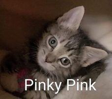 Pinky, an adoptable Domestic Short Hair Mix in Clear Lake, IA_image-1