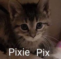 Pixie 1