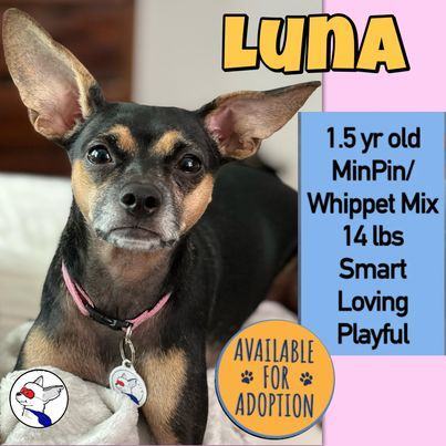 Luna, an adoptable Miniature Pinscher & Whippet Mix in Glendora, CA_image-1