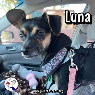 Luna, an adoptable Miniature Pinscher & Whippet Mix in Glendora, CA_image-2