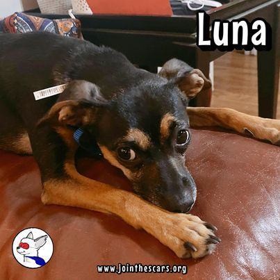 Luna, an adoptable Miniature Pinscher & Whippet Mix in Glendora, CA_image-4