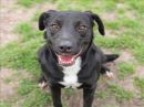 KENDY's profile on Petfinder.com