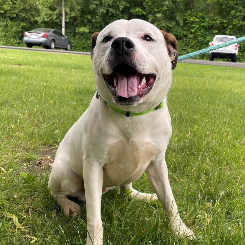 Buddy, an adoptable American Bulldog in Mount Pleasant, MI, 48858 | Photo Image 5
