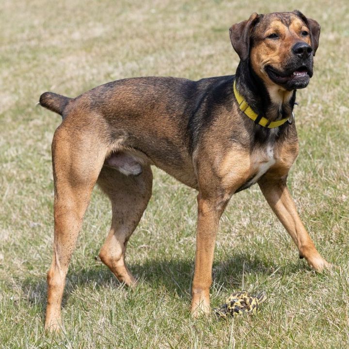 Charlie, an adoptable Hound & Shepherd Mix in Naperville, IL_image-2
