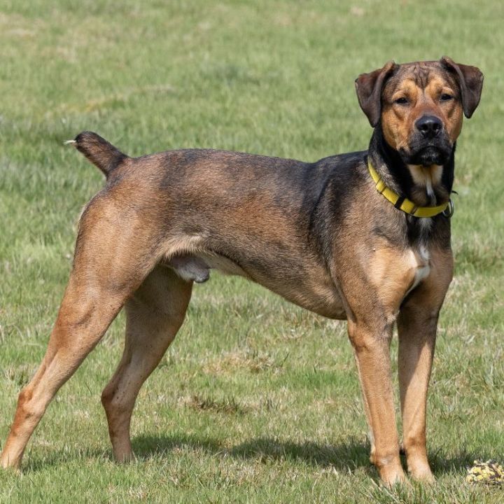 Charlie, an adoptable Hound & Shepherd Mix in Naperville, IL_image-3