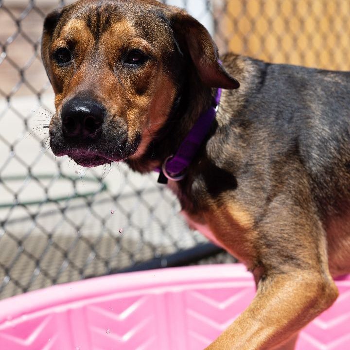 Charlie, an adoptable Hound & Shepherd Mix in Naperville, IL_image-5