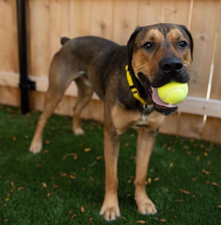 Charlie, an adoptable Hound & Shepherd Mix in Naperville, IL_image-6