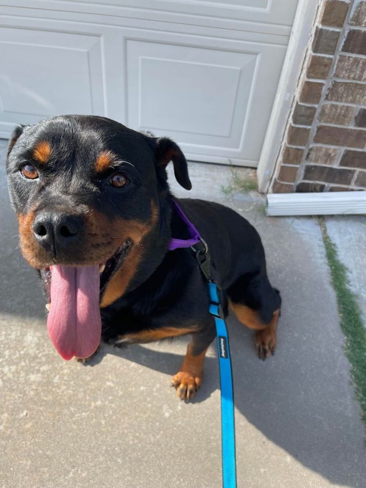 Vegas, an adopted Rottweiler in Newcastle, OK_image-2