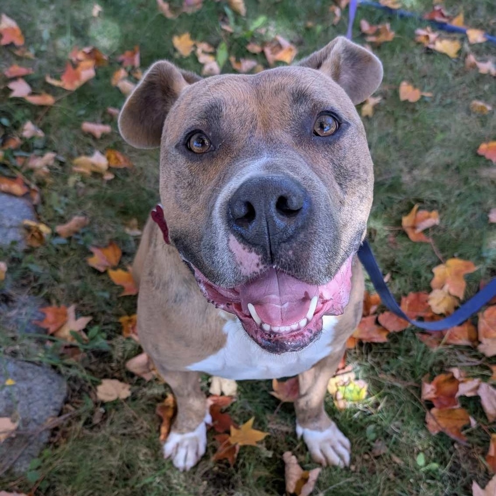 Boris Chief, an adoptable Mixed Breed in Boston, MA, 02113 | Photo Image 1