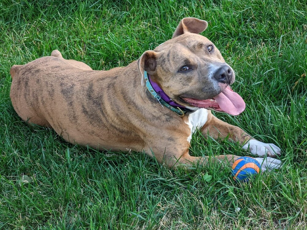 Boris Chief, an adoptable Mixed Breed in Boston, MA, 02113 | Photo Image 3