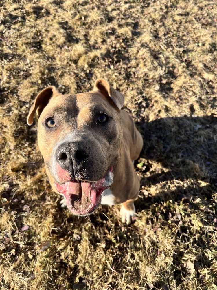 Boris Chief, an adoptable Mixed Breed in Boston, MA, 02113 | Photo Image 4