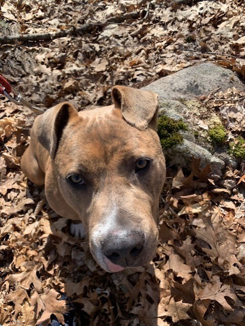 Boris Chief, an adoptable Mixed Breed in Boston, MA, 02113 | Photo Image 6